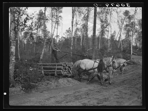 Dragging pulpwood on to main road. Logging camp near Effie, Minnesota