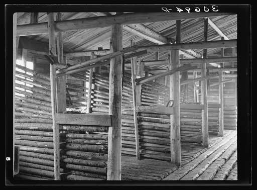 Construction of stalls and barn at logging camp near Effie, Minnesota