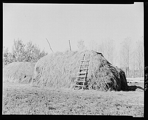 Haystack on farm in the cut-over areas near Northome, Minnesota