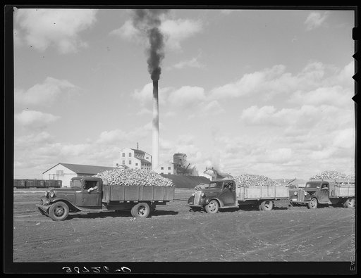 Trucks loaded with sugar beets, factory in background. East Grand Forks, Minnesota