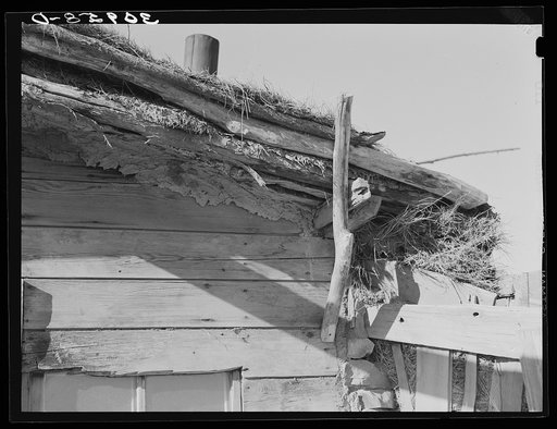Construction of roof of Elmer Thompson's shack. Sheridan County, Montana