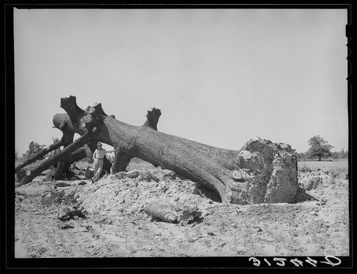 Large oak cut down near Southeast Missouri Farms. There was formerly great quantities of such timber in this region