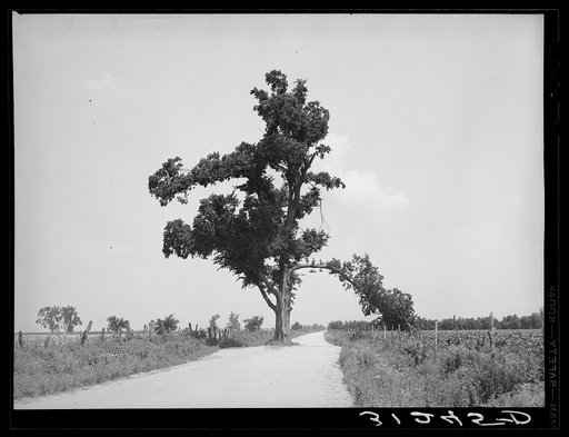 New Madrid County, Missouri. The "Hanging Tree." Several Negroes have been hanged on this tree