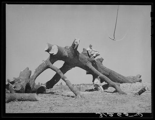 Southeast Missouri Farms. Old oak felled on the project. This region formerly had great quantities of such timber
