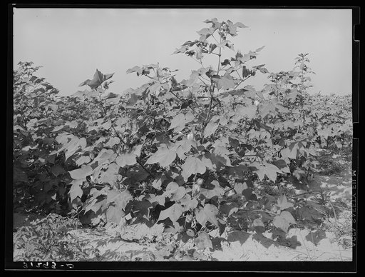 Cotton in the fields. Southeast Missouri Farms
