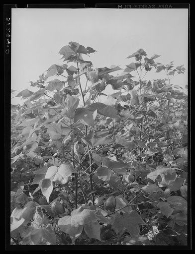 Cotton in the fields. Southeast Missouri Farms