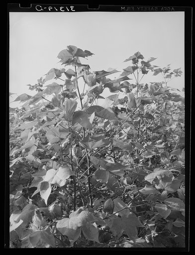 Untitled photo, possibly related to: Cotton in the fields. Southeast Missouri Farms