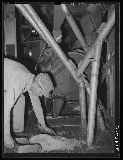 Worker picking up rice which was spilled on floor. State rice mill, Crowley, Louisiana
