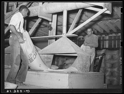 Emptying cleaned rice into hopper for packaging. State rice mill. Abbeville, Louisiana