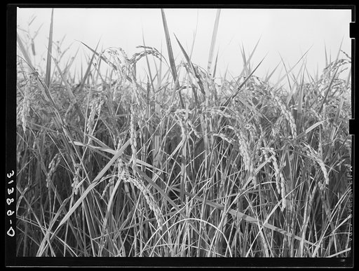 Rice. Crowley, Louisiana