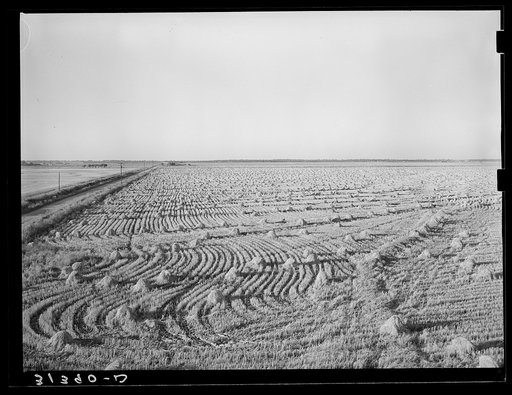 Untitled photo, possibly related to: Rice field near Crowley, Louisiana
