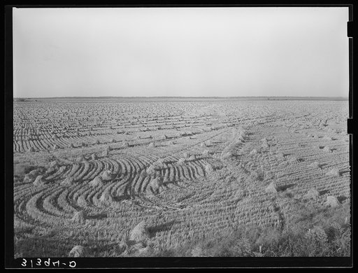 Untitled photo, possibly related to: Rice field near Crowley, Louisiana