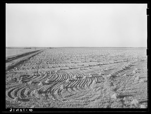 Rice field near Crowley, Louisiana