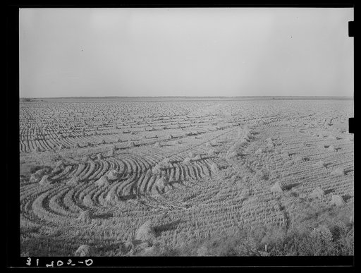 Field of rice near Crowley, Louisiana
