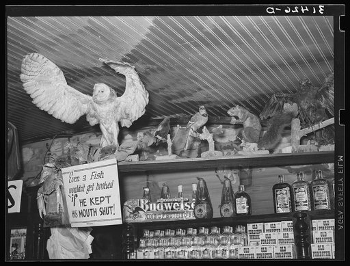 Stuffed birds and animals in barroom. Raceland, Louisiana