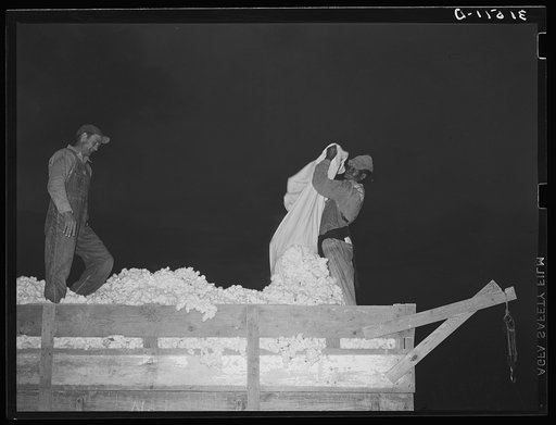 Removing cotton from bag. Lake Dick Project, Arkansas