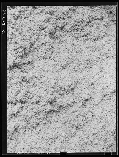 Cotton seed. Lake Dick Project, Arkansas