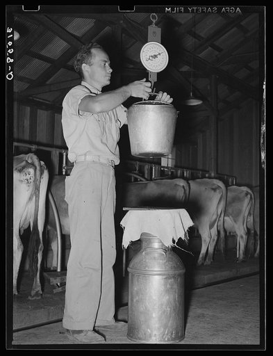 Weighing the milk. Dairy farm, Lake Dick Project, Arkansas. Daily production record of each cow is kept