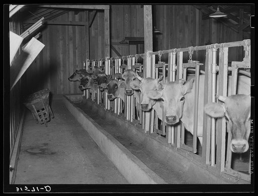 Cows in stanchions in dairy barn. Lake Dick Project, Arkansas