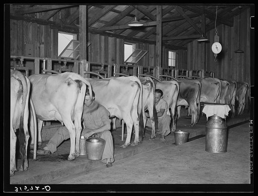 Milking cows in dairy barn. Lake Dick Project, Arkansas