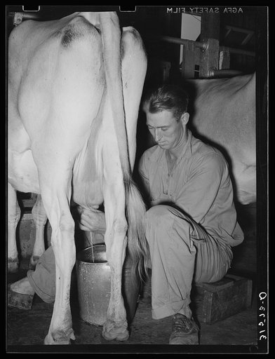 Member of Lake Dick cooperative association milking a cow. Lake Dick Project, Arkansas