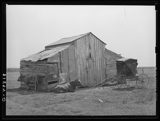 Old barn, cow and buggy, near Lafayette, Louisiana. This buggy is in everyday use, and it is not unusual to see several buggies on the streets in town