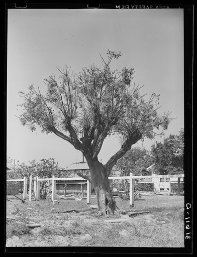 Chinaberry tree in yard of Joseph LaBlanc. Crowley, Louisiana. These trees grow quickly and produce ample shade in two years