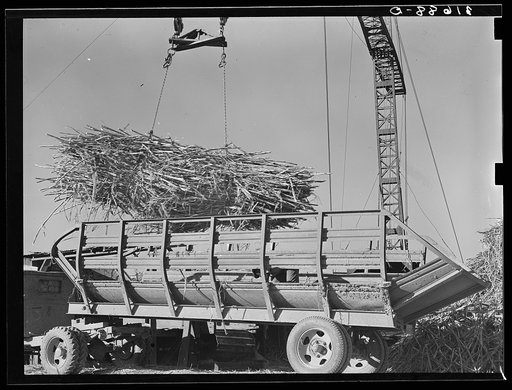 Unloading sugarcane from special trailer at sugar mill near Jeanerette, Louisiana