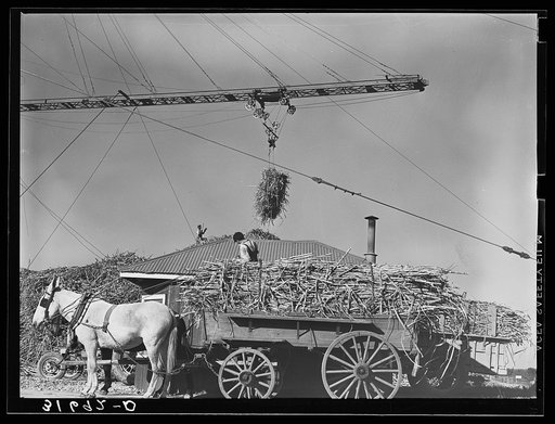 Untitled photo, possibly related to: Unloading sugarcane from special trailer at sugar mill near Jeanerette, Louisiana