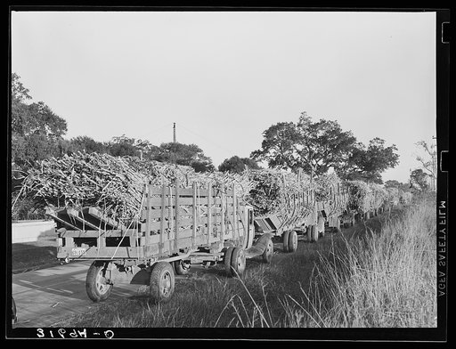 Lineup of trucks loaded with sugarcane waiting to be unloaded at the mill near Jeanerette, Louisiana
