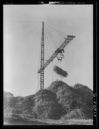 Untitled photo, possibly related to: Unloading sugarcane from special trailer at sugar mill near Jeanerette, Louisiana