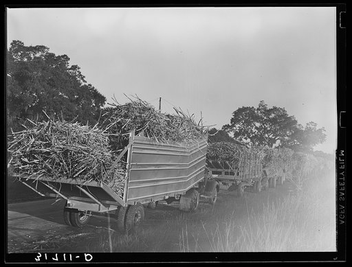Untitled photo, possibly related to: Lineup of trucks loaded with sugarcane waiting to be unloaded at the mill near Jeanerette, Louisiana