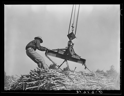 Placing ropes into position for hoisting bundles of sugarcane at mill near New Iberia, Louisiana