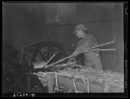 Feeding sugarcane into crusher at sugar mill near New Iberia, Louisiana