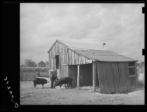 M. LaBlanc, carrying corn to feed hogs on his farmstead in Morganza, Louisiana. He will participate in tenant purchase program