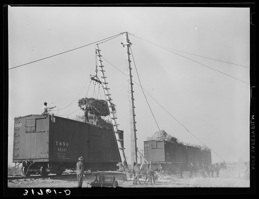 Hoisting bundles of sugarcane into boxcars near Delcambre, Louisiana. Due to difficulty in getting boxcars farmers had to wait for two or three days with loaded wagons. Sucrose content of cane was decreasing steadily