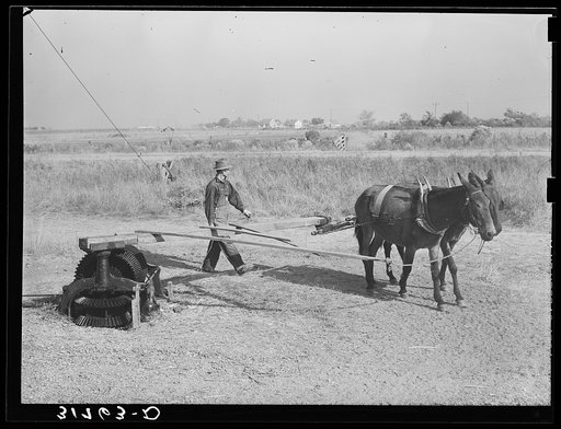 Power for hoisting sugarcane is supplied by these mules and sweep. Near Delcambre, Louisiana