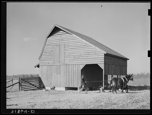 Untitled photo, possibly related to: Barn with farmer and livestock. Lakeview Project, Arkansas