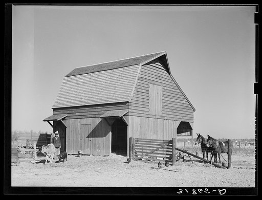 Barn with farmer and livestock. Lakeview Project, Arkansas