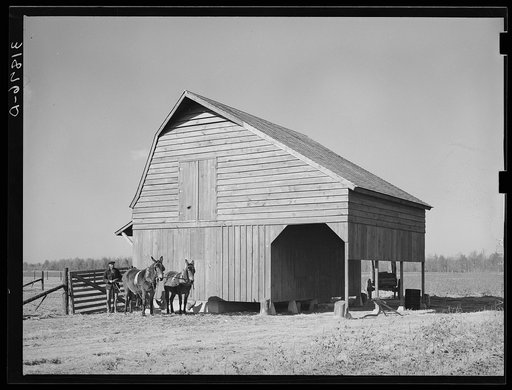 Untitled photo, possibly related to: Barn with farmer and livestock. Lakeview Project, Arkansas