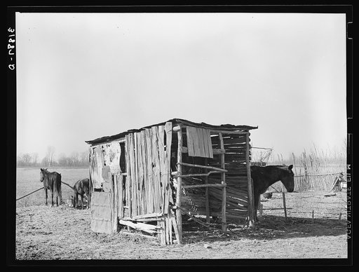 Shed for mules and horses on sharecropper's place near Transylvania Project. Louisiana