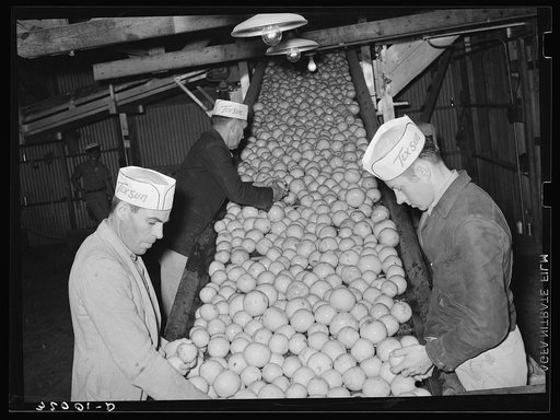 Inspecting grapefruit on conveyor. Grapefruit juice canning plant, Weslaco, Texas