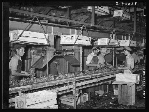 Packing radishes in crates. Elsa, Texas