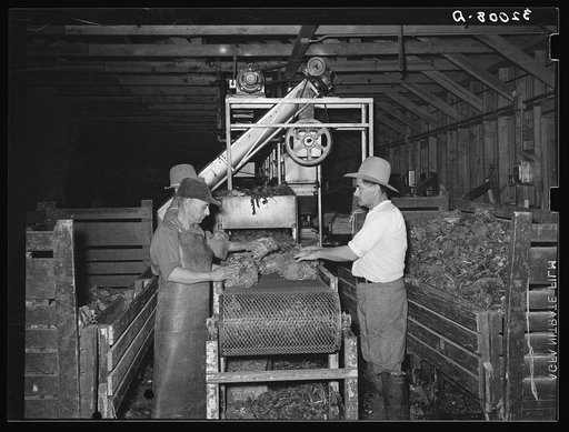 Packing broccoli. Elsa, Texas