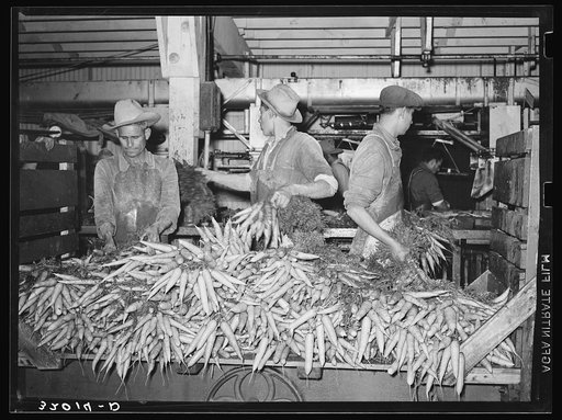 Carrots are taken from large trucks and placed on conveyor where they are washed. Vegetable packing plant, Elsa, Texas