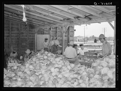 Sorting and inspecting cabbages before packing into boxes. Alamo, Texas