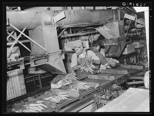 Removing carrots from conveyor for packing into boxes for shipping. Elsa, Texas