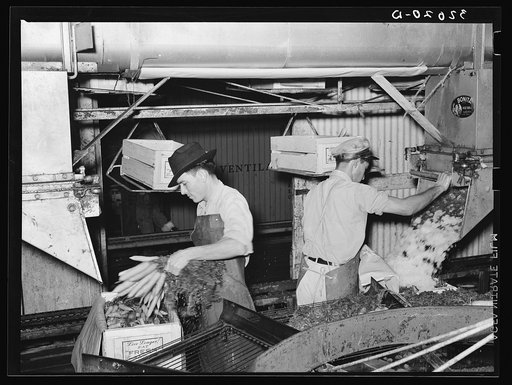 Packing carrots into boxes. Icing is accomplished by dropping shaved ice from chute into crate. Elsa, Texas