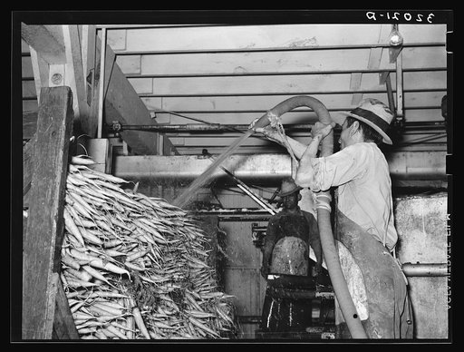 First washing of carrots on truck. Elsa, Texas