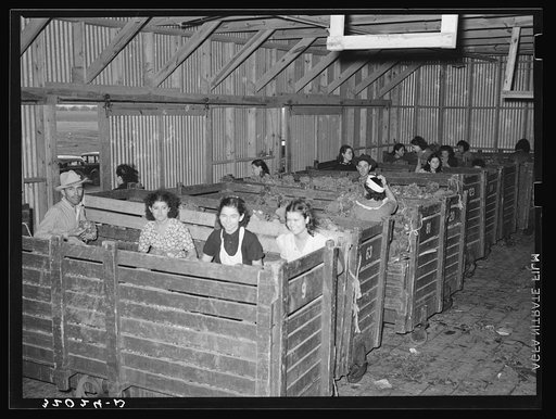 Broccoli is bunched and sorted by workers in box-like carts. Elsa, Texas